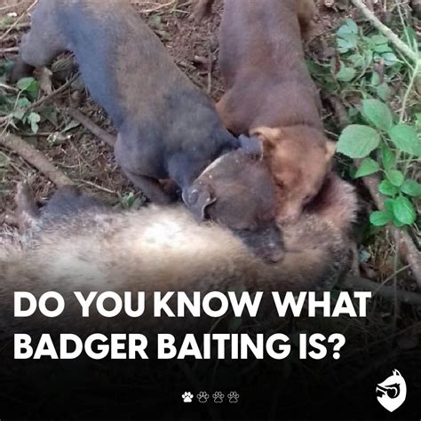 Protect the Wild on Twitter: "Do you know what badger baiting is?"