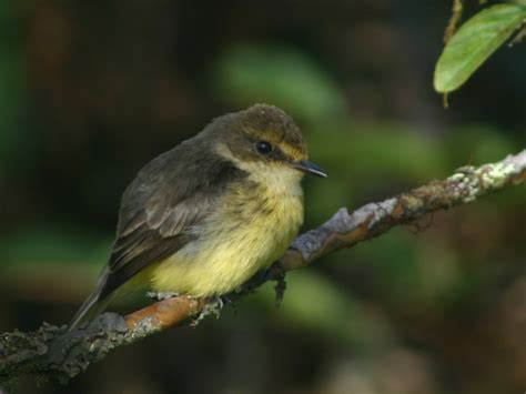 Vermilion Flycatcher (female) | Bird Watching Tours - Bird watching ...