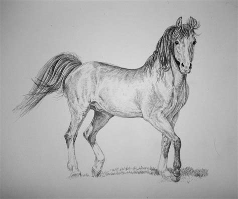 arabian horse drawing easy - Clip Art Library