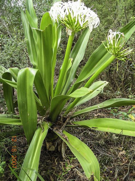 Crinum pedunculatum | Australian Plants Society