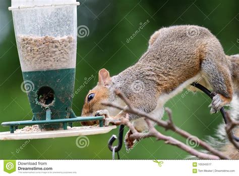 Squirrel Eating from a Bird Feeder Stock Image - Image of garden, stealing: 105345517