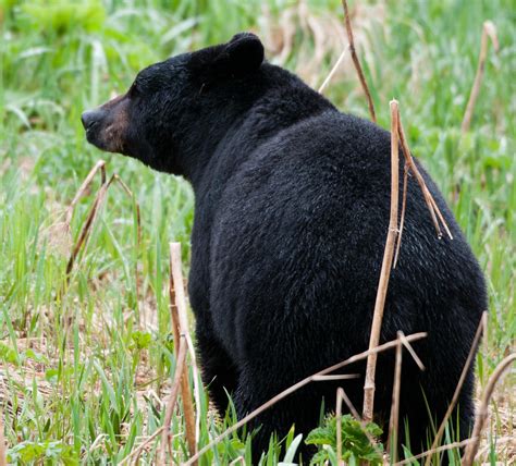 1680x1050 wallpaper | black grizzly bear | Peakpx