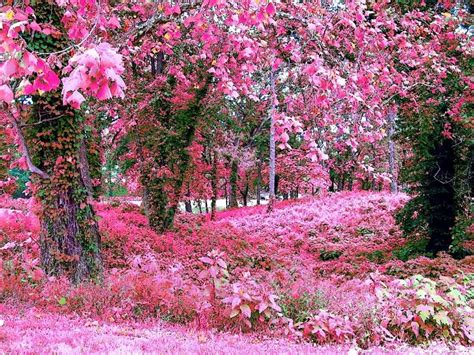 Rose Garden Wallpaper Desktops - WallpaperSafari