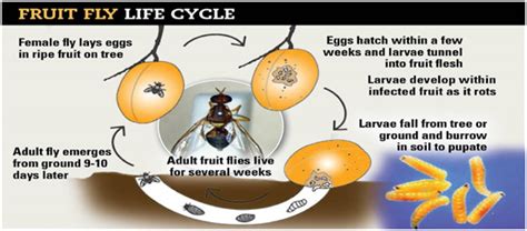 Everything You Should Know About Fruit Flies – Townhustle