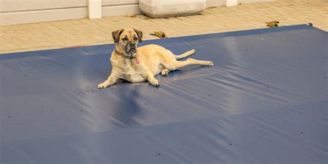 How To Have a Dog Safe Pool | Viking Capital Pool Financing