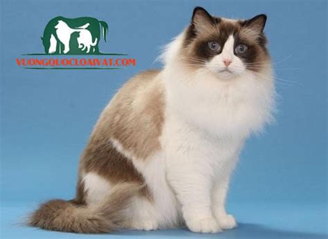 Mèo Ragdoll giá bao nhiêu tiền? Mua, bán ở đâu rẻ nhất Hà Nội, Hcm