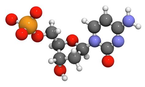 Deoxycytidine Monophosphate Molecule Photograph by Molekuul - Fine Art America