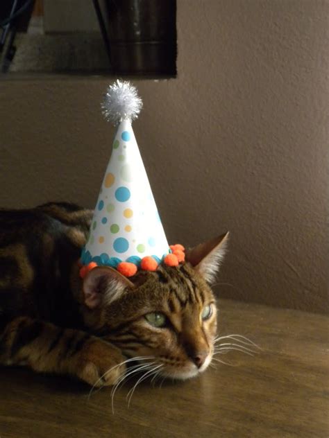 How to Make a Birthday Hat for your Pet