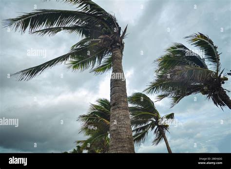 Palm tree at hurricane windstorm. Strong wind make palm leaf heavy blow ...