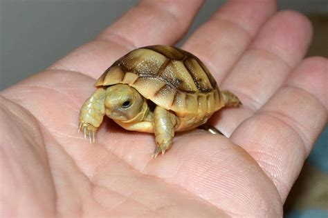 Pin by HC Prosch on Animals | Baby tortoise, Cute tortoise, Tortoise