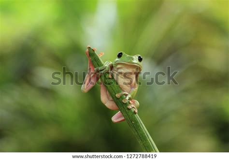 2,062 Australian_green_tree_frog Images, Stock Photos & Vectors ...