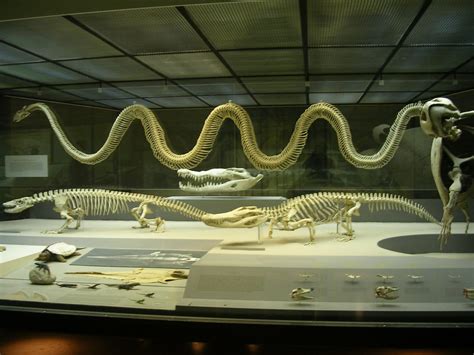 Reptile skeletons - American museum of natural history | Flickr