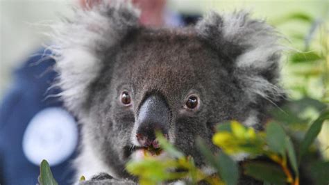 Five koalas and two wombats travel to world renowned Longleat Estate in the United Kingdom as ...