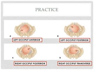 Fetal position | PPT