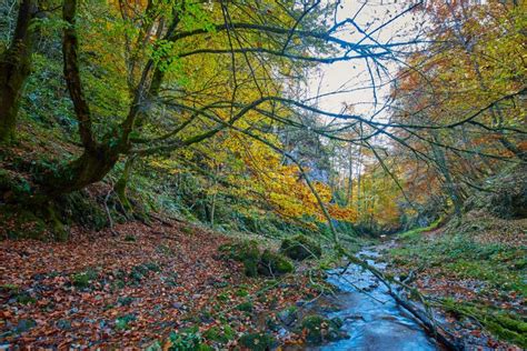 River Flowing through Colorful Forest Stock Photo - Image of autumnal ...