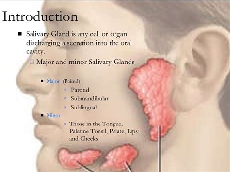 Anatomy salivary gland