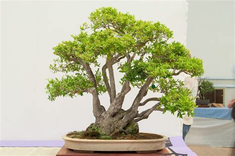 Yaupon holly - about 52 years old | Indoor bonsai, Zen garden, Bonsai tree