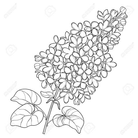 Flower Line Drawings, Outline Drawings, Easy Drawings, Bunch Of Flowers ...