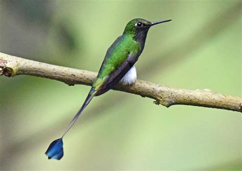 Details : White-booted Racket-tail - BirdGuides