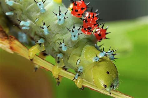 Cecropia Moth Caterpillar Photograph by Tomasz Litwin - Pixels