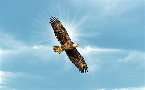 Bald Eagle Flying in Blue Sky with Sun over wing Photograph by Patrick ...