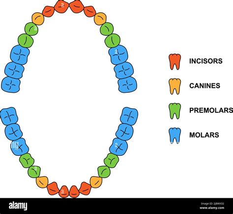 Secondary incisor teeth Cut Out Stock Images & Pictures - Alamy