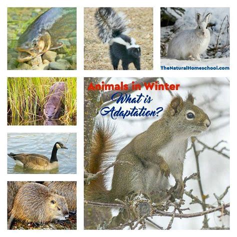 Animals in Winter: What is Adaptation? - The Natural Homeschool | Animal adaptations, Winter ...