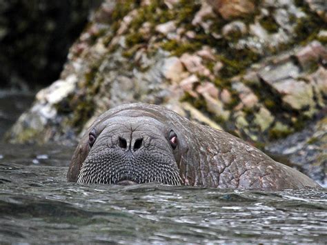 Art's Work: Svalbard Wildlife - Part 1