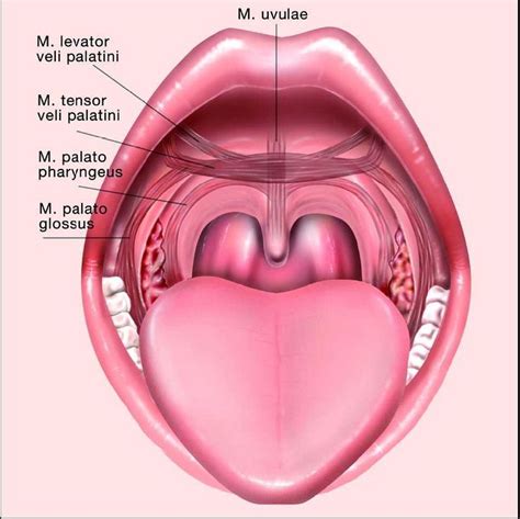 Throat surgery, Throat anatomy, Anatomy