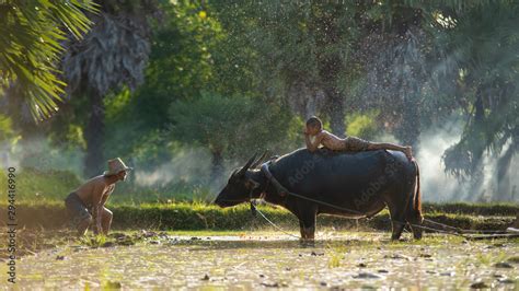 Son and dad this is lifestyle of family farmer at rural Asia. Traditional life of famer in ...