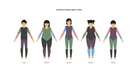 MM_Constitutional-Body-Types@2x - Schickedanz Creative