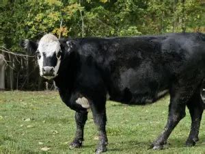 Black Baldy Cattle For Sale in Pennsylvania!Hobby Farm Wisdom