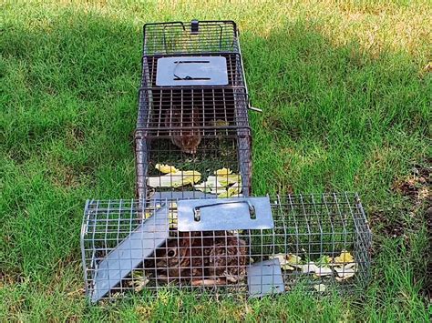 3 Best Rabbit Traps (*2024 Review*): Humane or Lethal Rabbit Removal?