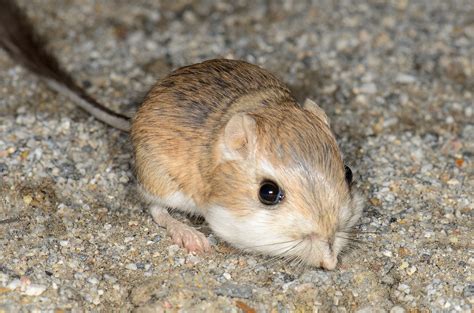 Three Tiny Creatures of Oregon's High Desert - Oregon Natural Desert Association