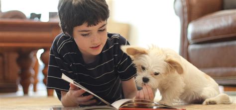 The Benefits of Being Calm and Quiet When Teaching Your Dog | Andrea Arden Dog Training