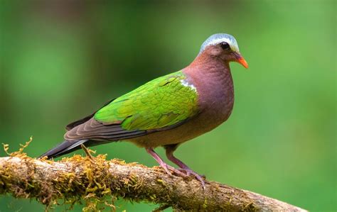 Emerald Dove | Doves, Most beautiful birds, Beautiful birds