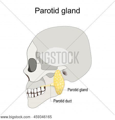 Location Left Parotid Vector & Photo (Free Trial) | Bigstock