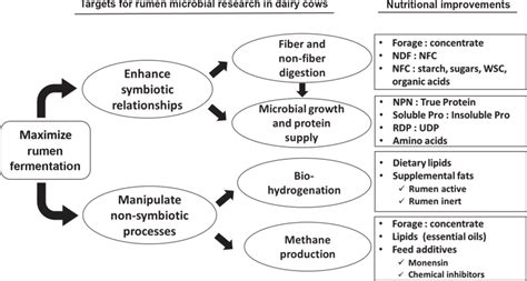 Strategies to manipulate rumen microbial processes to enhance rumen... | Download Scientific Diagram