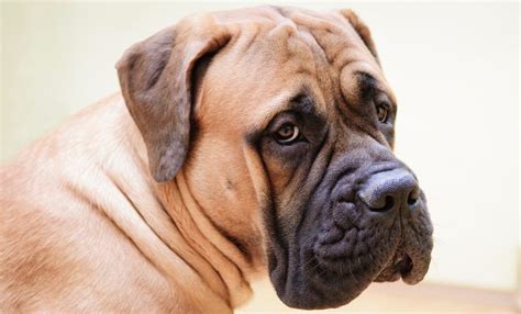 What Is The Average Size Of A Bullmastiff