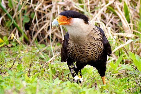 Free picture: northern crested, caracara, bird