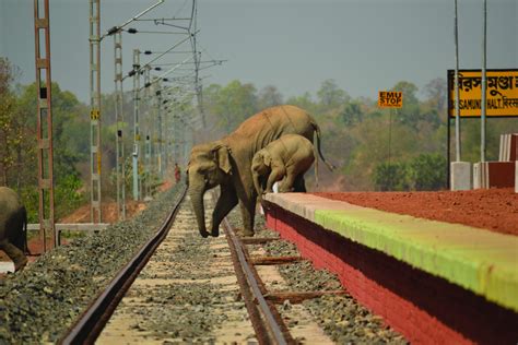 Human Wildlife CoExistence - CoExistence