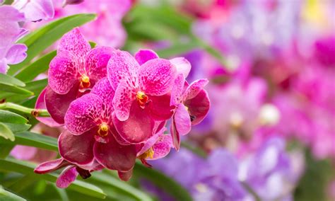 Orchid Fertilizer: Everything You Need to Know - Brilliant Orchids