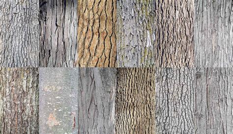 Free photo: Tree Bark - Bark, Flora, Grain - Free Download - Jooinn