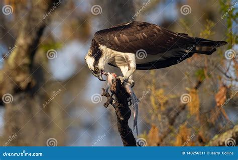 Osprey in Florida stock image. Image of osprey, eyed - 140256311