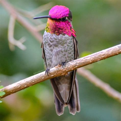 Anna's Hummingbird | Amazing animal pictures, Hummingbirds photography, Anna's hummingbird