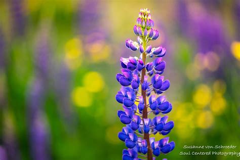 Flower Photography, Blue Lupin, Fine Art Print, Summer, Blue Green Yellow, Bokeh, Dreamy, Flower ...