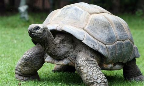 Devuelven a su hábitat natural a 309 tortugas gigantes en las islas Galápagos - El Nuevo Día