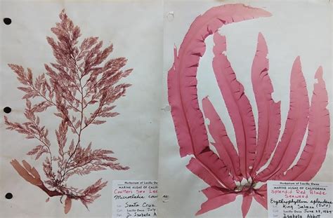 Life Cycle Of Polysiphonia Rhodophyta Red Algae