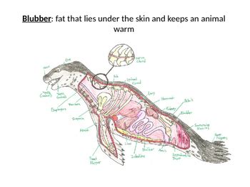 Sea Lion Anatomy - Anatomy Book