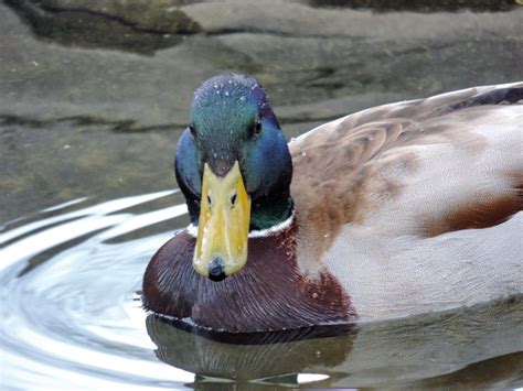 Free picture: colorful, duck, head, portrait, swimming, wildlife ...